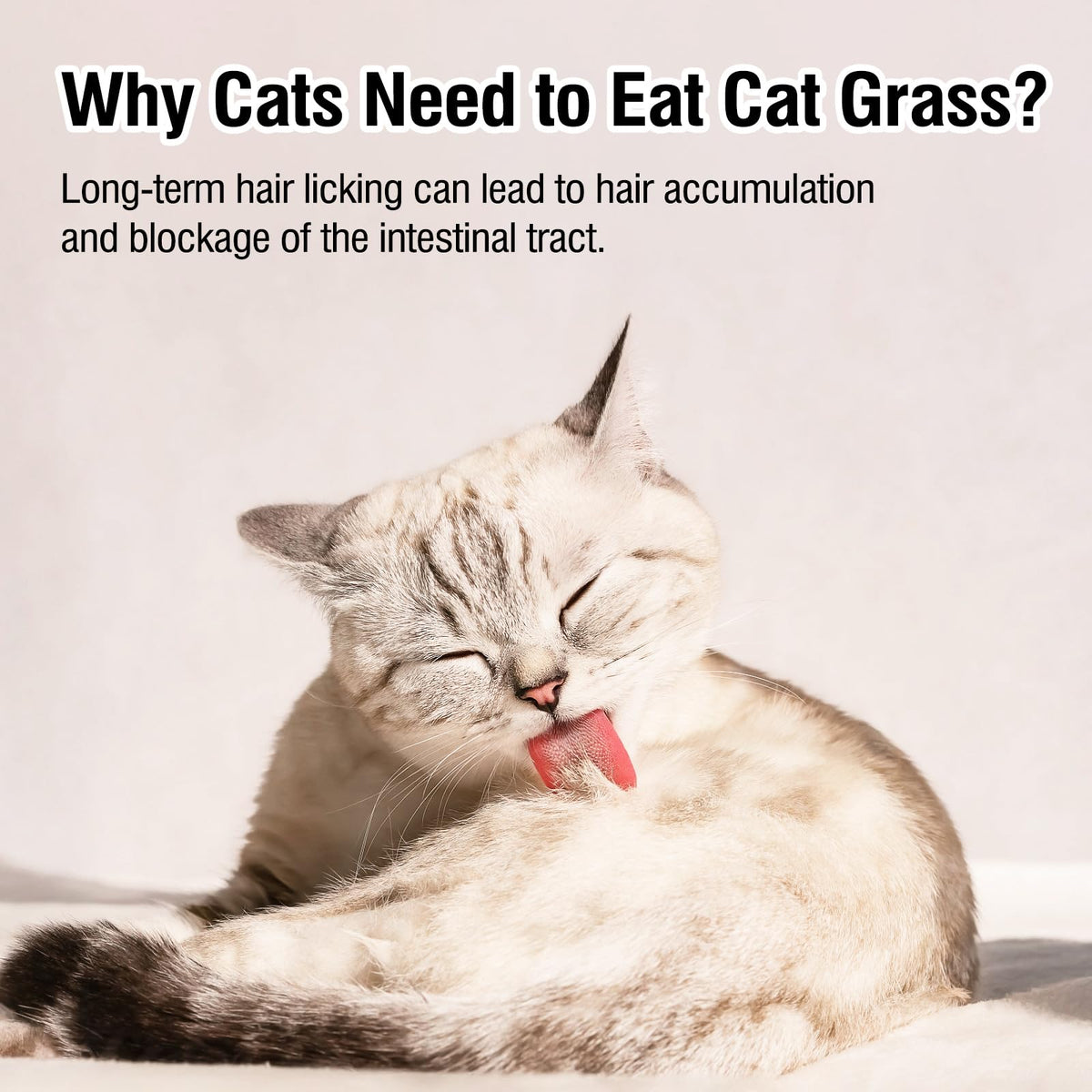 Freeze Drying Cat Grass Treats with Chicken & Egg Yolk 2.3 oz E525694