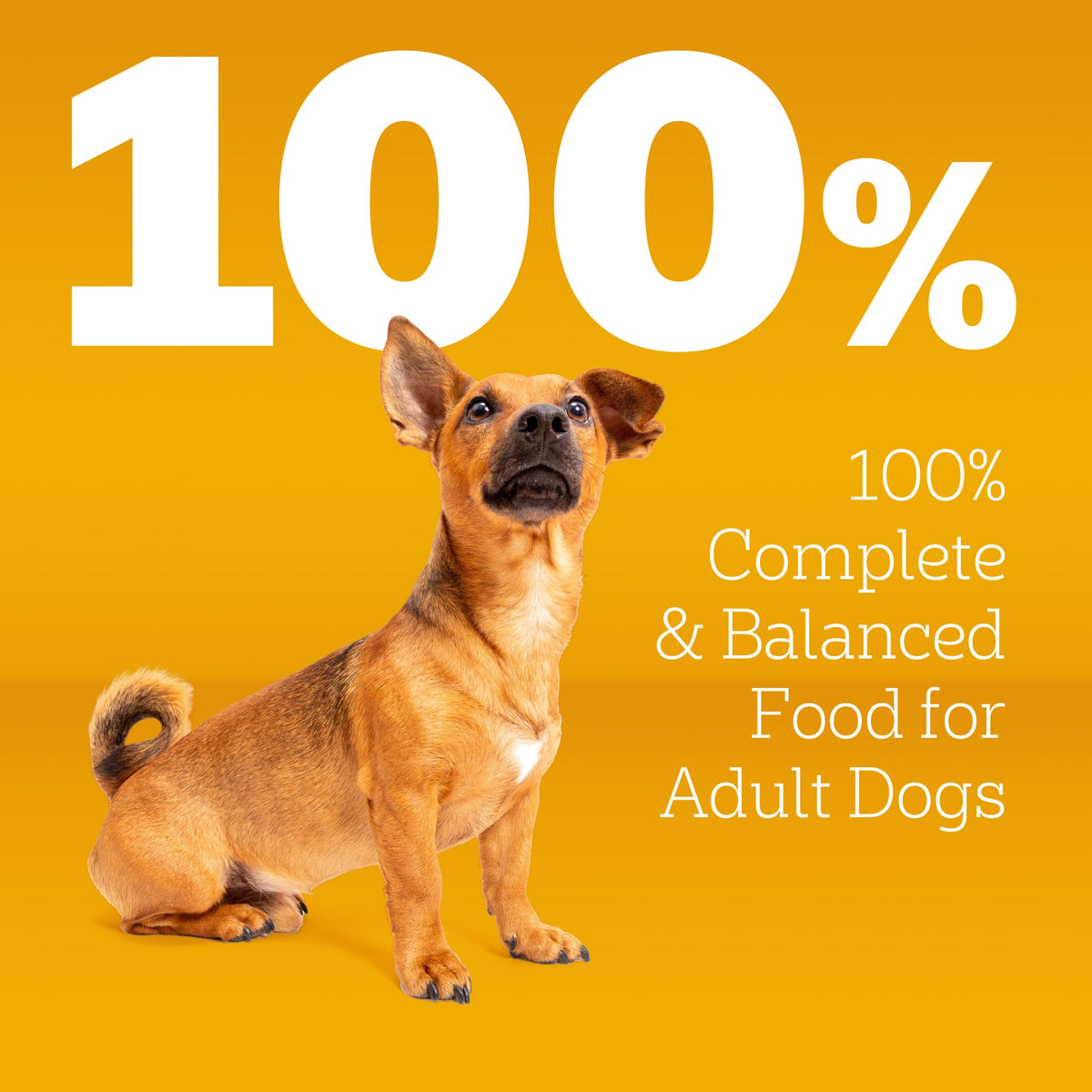 Dry Dog Food 14 lb J7386